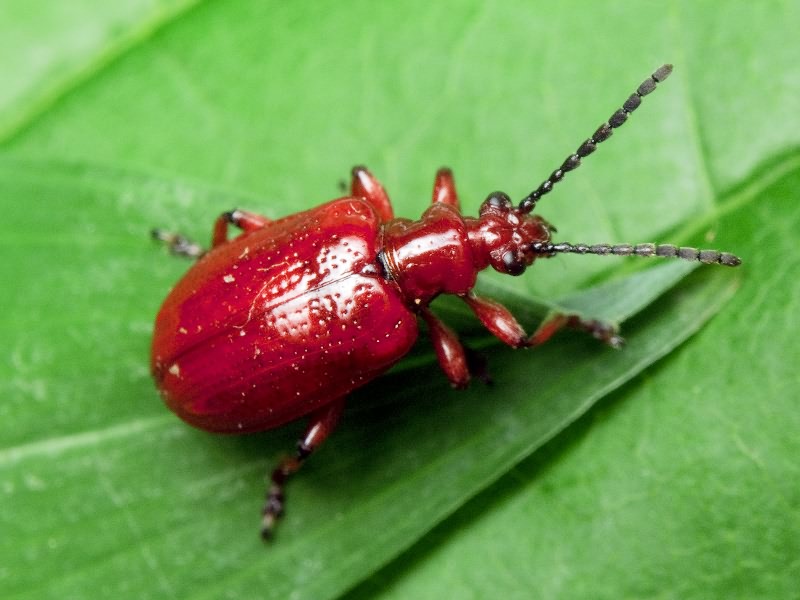 Lilioceris merdigera (Linnaeus, 1758)
